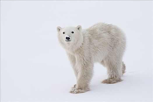 年轻,北极熊,看,丘吉尔市,曼尼托巴,加拿大