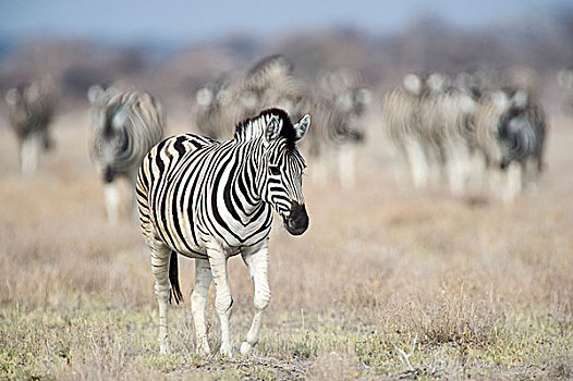 斑马,成年,雄性,走,草地,牧群,后面,埃托沙国家公园,纳米比亚,非洲