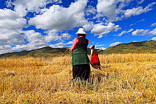 收割稻田的西藏农民