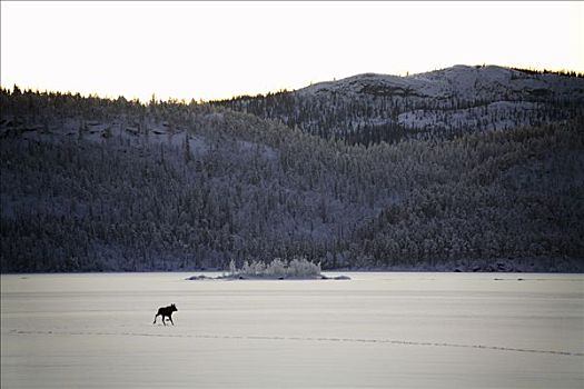 麋鹿,冰冻,湖,瑞典