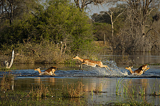 黑斑羚,女性,水,莫雷米禁猎区,奥卡万戈三角洲,博茨瓦纳,次序