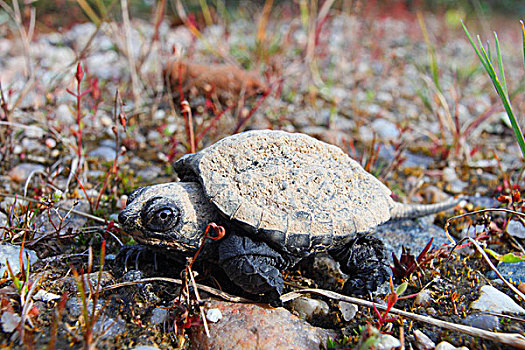 鳄龟,孵化动物,新斯科舍省,加拿大