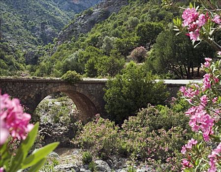 桥,夹竹桃,山脉,伯罗奔尼撒半岛,希腊
