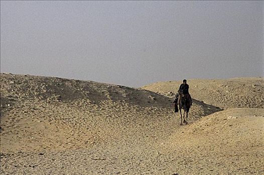 骆驼,哺乳动物,沙漠,干燥,沙丘,干旱,塞加拉,开罗,埃及,北非