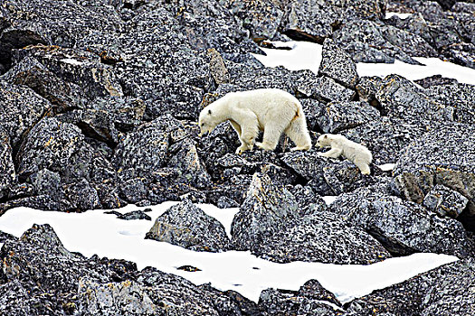 雌性,北极熊,走,幼兽,岩石上,斯匹次卑尔根岛,挪威