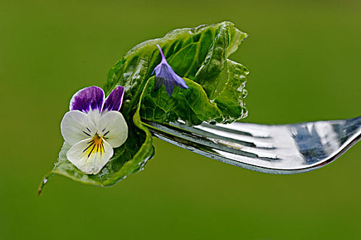 脆,莴苣,沙拉,食用花卉,矢车菊,紫罗兰,药草,食物,饮食