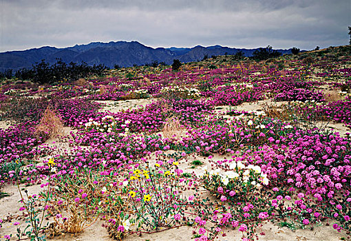 加利福尼亚,荒芜,州立公园,沙子,马鞭草属植物,野花,沙丘,月见草,月见草属,仰视,山脉,大幅,尺寸