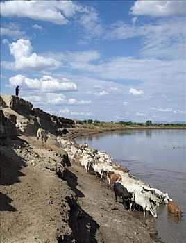 牧民,牛,浇水,奥莫河,一个,部落,人,生活方式,埃塞俄比亚西南部,形态,局部