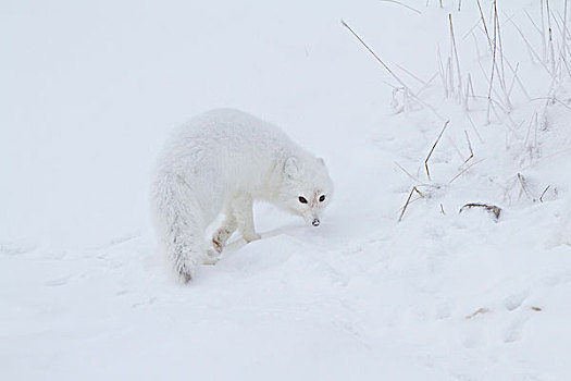 北极狐,雪中,丘吉尔市,野生动物,管理,区域,加拿大