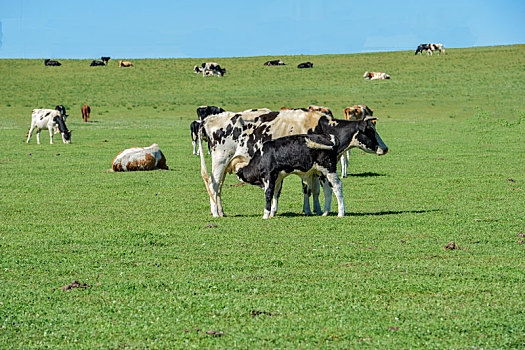 母牛,哺乳,内蒙古,草原,风光,风景