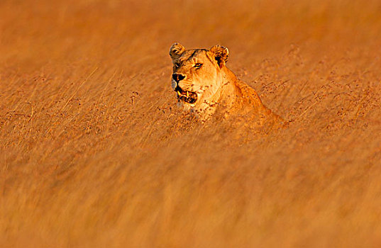 狮子,雌狮,长,草,夜光,马赛马拉,肯尼亚,非洲