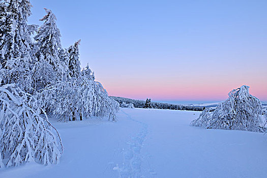冬季风景,雪,树,黎明,冬天,低,山脉,巴伐利亚,德国