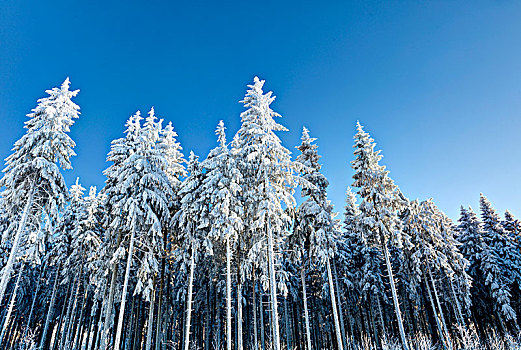 雪,冬季风景,红色,荒野,黑森州,德国,欧洲