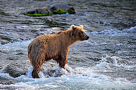 大灰熊,棕熊,成年,觅食,水,布鲁克斯河,卡特麦国家公园,保存,阿拉斯加,美国,北美