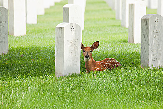 鹿,坐,墓碑,墓地,明尼阿波利斯,明尼苏达,美国