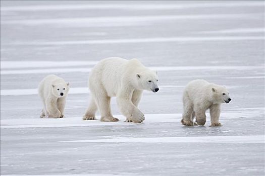 北极熊,母兽,新生,走,上方,冰,丘吉尔市,曼尼托巴,加拿大