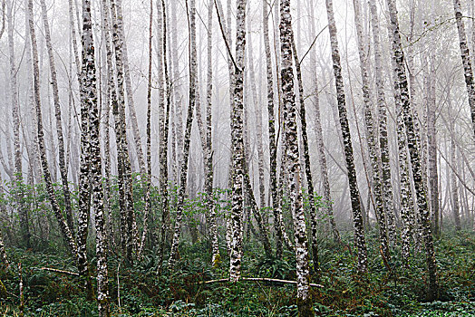 密集,树林,桤木,树,纤细,笔直,树干,雾气
