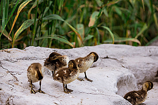 紫竹院公园荷花塘内的野鸭