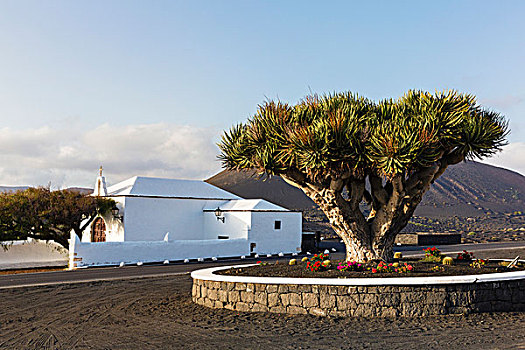 加纳利群岛,龙,树,刷白,葡萄园,兰索罗特岛,西班牙