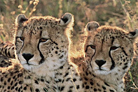 南非,特写,印度豹,大幅,尺寸