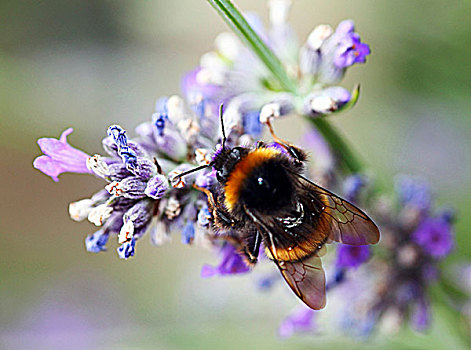蜜蜂,熏衣草