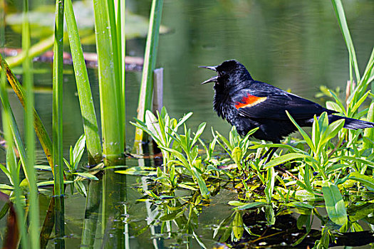 湿地,红翅黑鹂