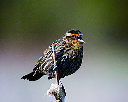 红翅黑鹂,雌性,国家野生动植物保护区,华盛顿,美国