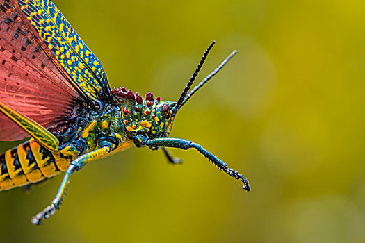 madagascar马达加斯加蚂蚱grasshopper微距摄影