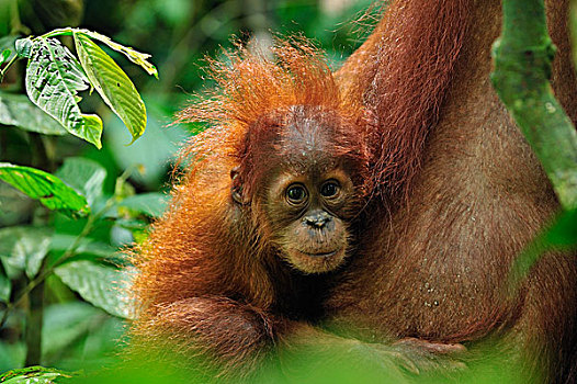 苏门答腊猩猩,幼兽,古农列尤择国家公园,北方,苏门答腊岛,印度尼西亚