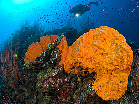 鲜明,橙色,海绵,潜水,手电筒,巴布亚新几内亚