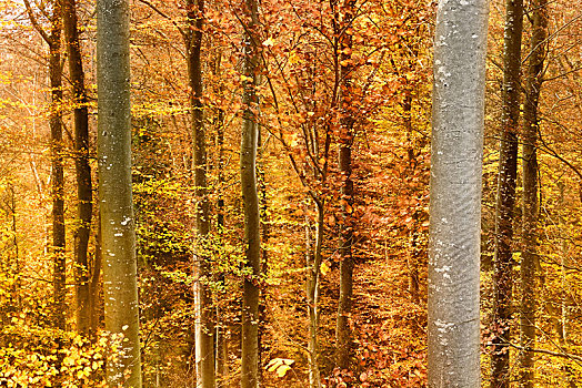 彩色,山毛榉树,树林,秋天