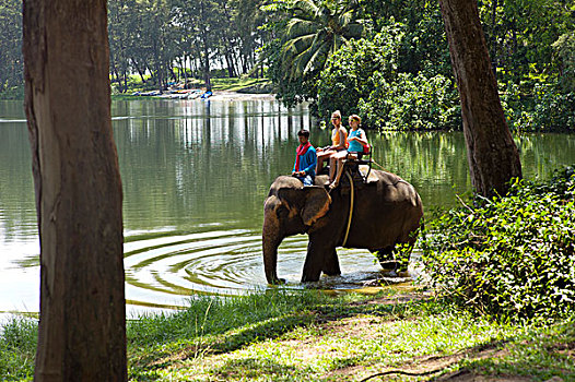 家养,亚洲象,象属,旅游胜地,普吉岛,泰国,亚洲
