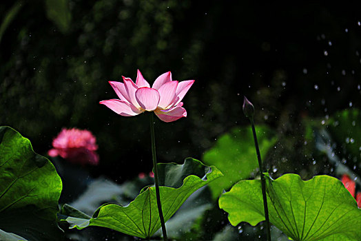 雨中荷花