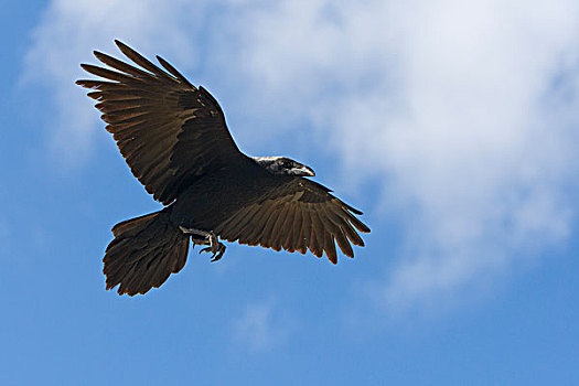 大乌鸦,渡鸦,飞,下加利福尼亚州,墨西哥