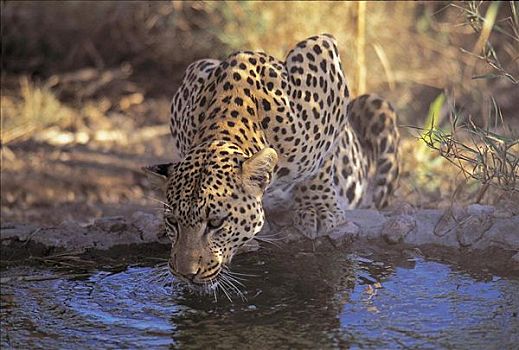 喝,豹,猫科动物,哺乳动物,纳米比亚,非洲,动物