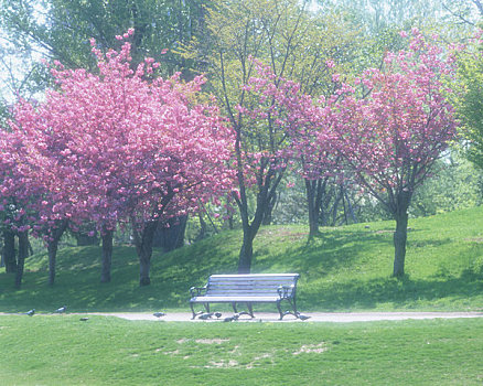 春天,公园