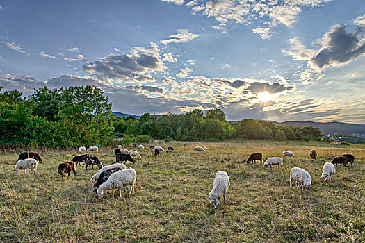 羊群,下奥地利州,奥地利,欧洲
