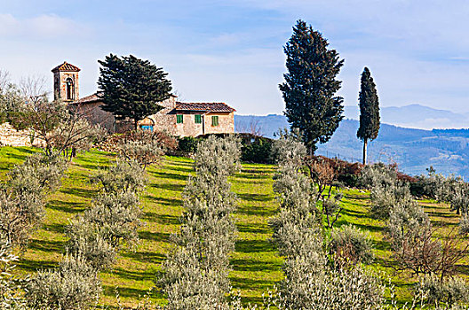 橄榄,小树林,乡村,佛罗伦萨,省,托斯卡纳,意大利