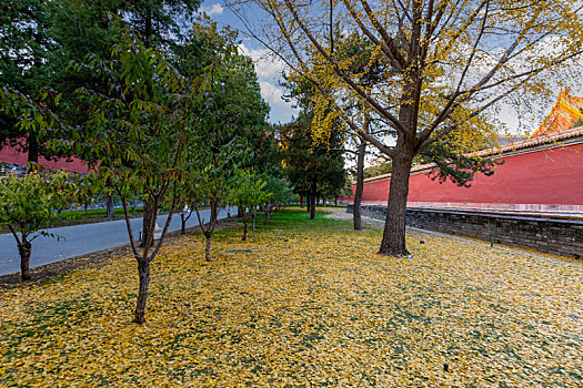 金秋时遍地黄色落叶的北京故宫