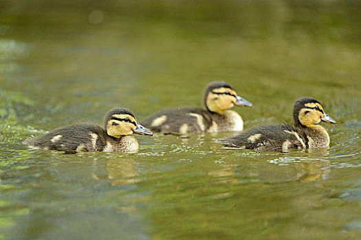 三个,野鸭,幼禽,绿头鸭,漂浮