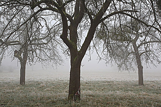苹果树,雾,冬天