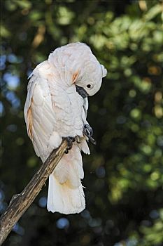 美冠鹦鹉,凤头鹦鹉,动物园,巴厘岛,印度尼西亚