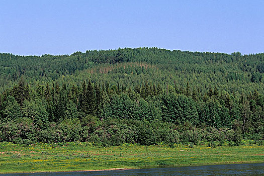 俄罗斯,西伯利亚,河,靠近,针叶林带,树林
