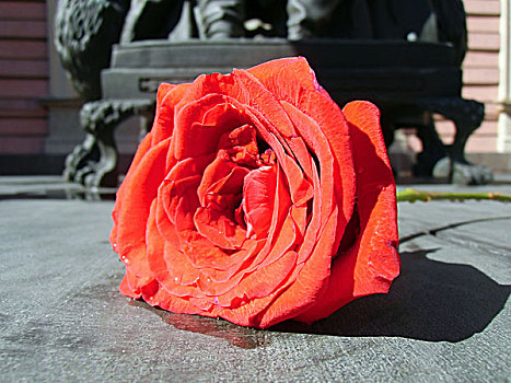 漂亮,红玫瑰,花,孤单