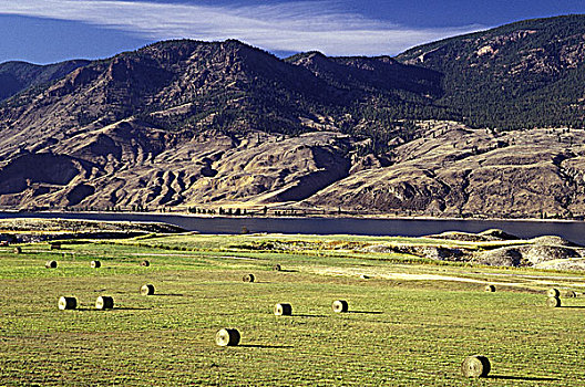 干草包,牧场,区域,不列颠哥伦比亚省,加拿大