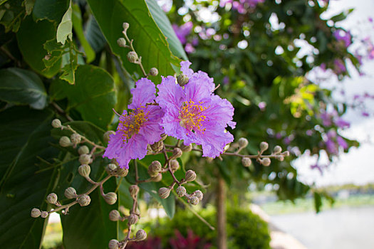 花,植物