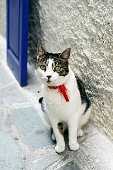 纳克索斯港街上的一只猫