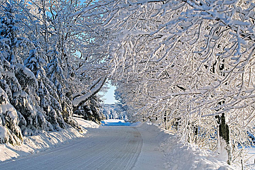 树,排列,道路,冬天,魁北克,加拿大
