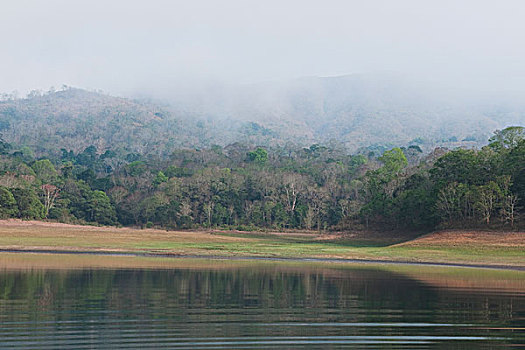 树,树林,湖,佩里亚国家公园,喀拉拉,印度