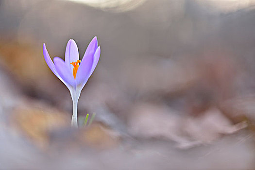 藏红花,春天,莱比锡,萨克森,德国,欧洲